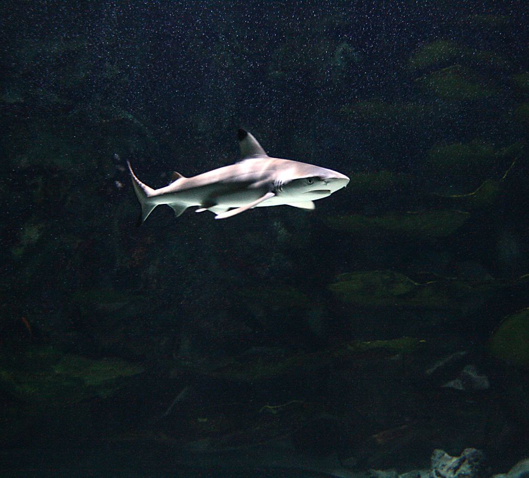 Blacktip reef shark (Carcharhinus melanopterus)