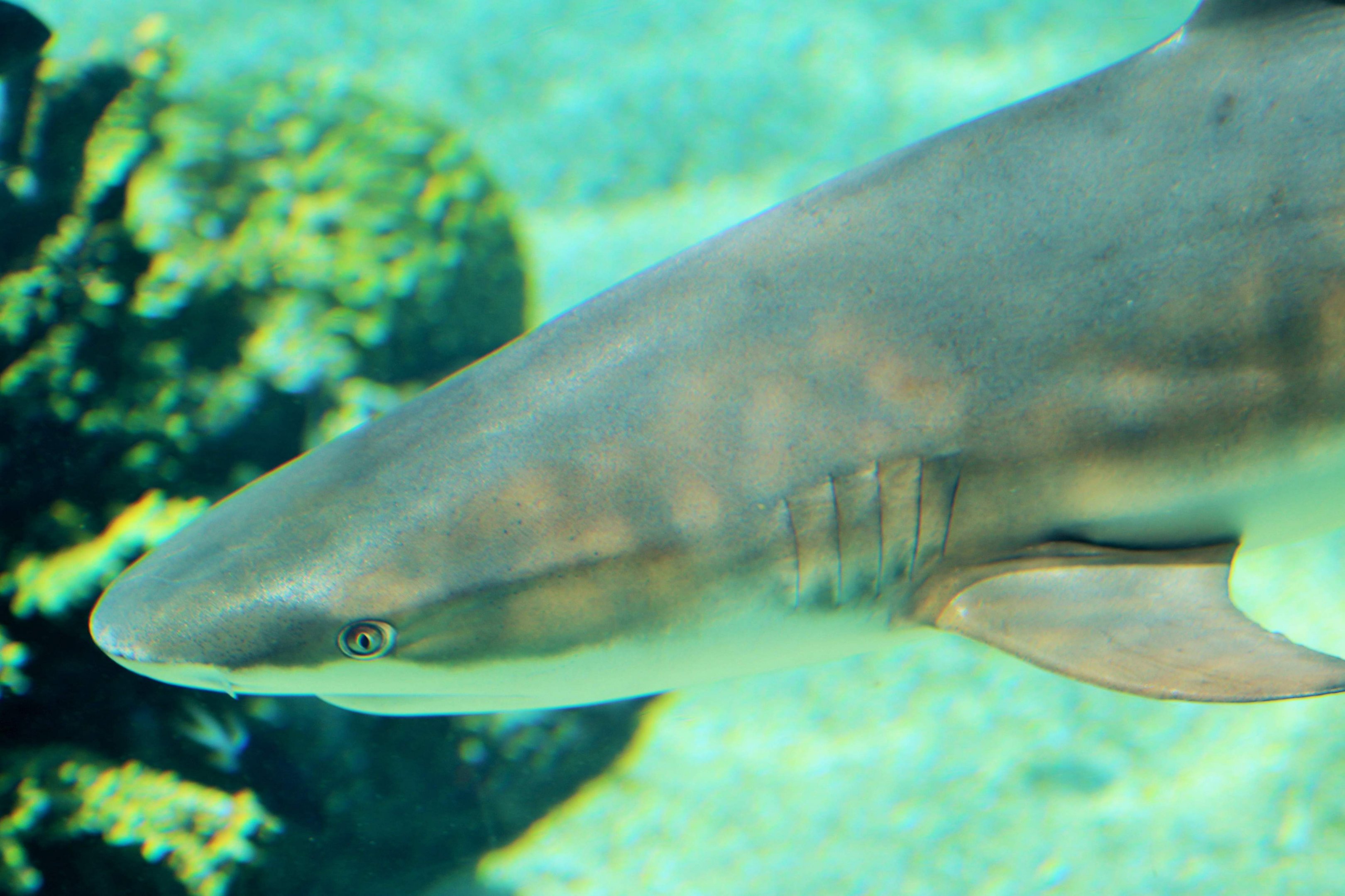 Blacktip Reef Shark (Carcharhinus melanopterus)