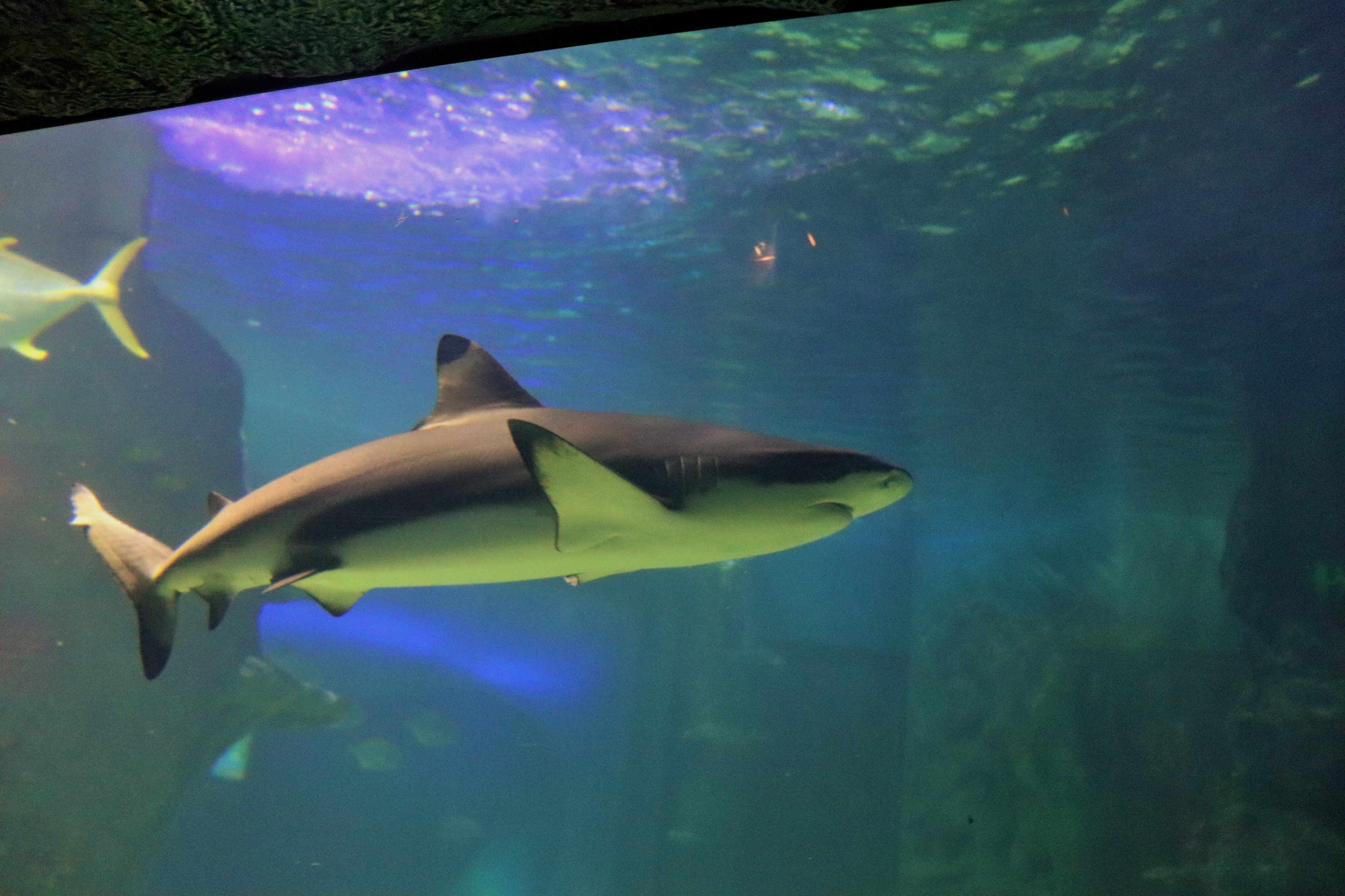 Blacktip Reef Shark (Carcharhinus melanopterus)