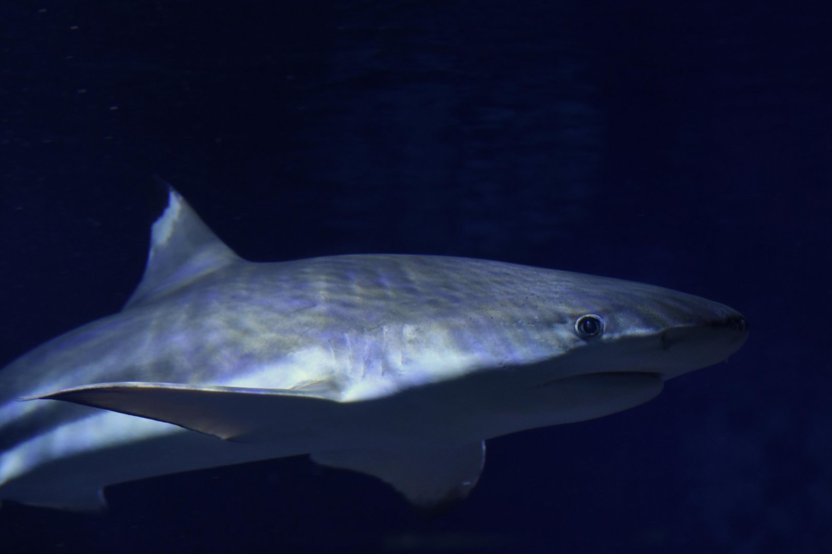 Blacktip reef shark (Carcharhinus melanopterus)