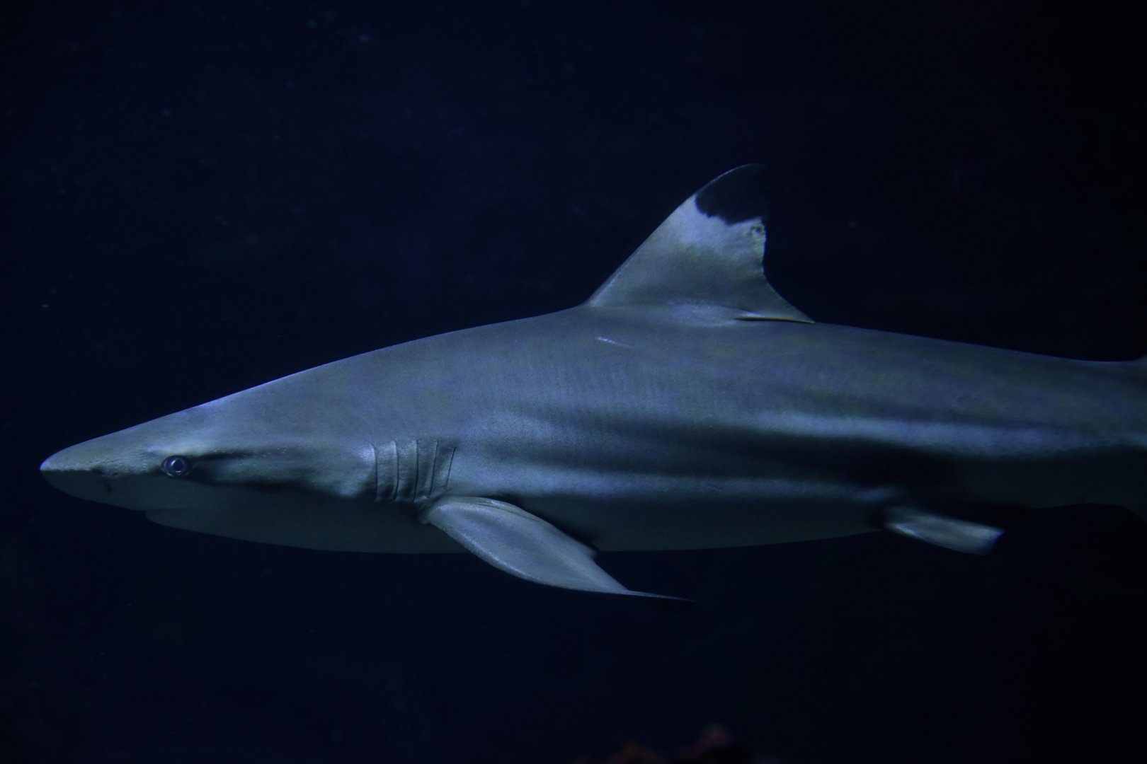 Blacktip reef shark (Carcharhinus melanopterus)