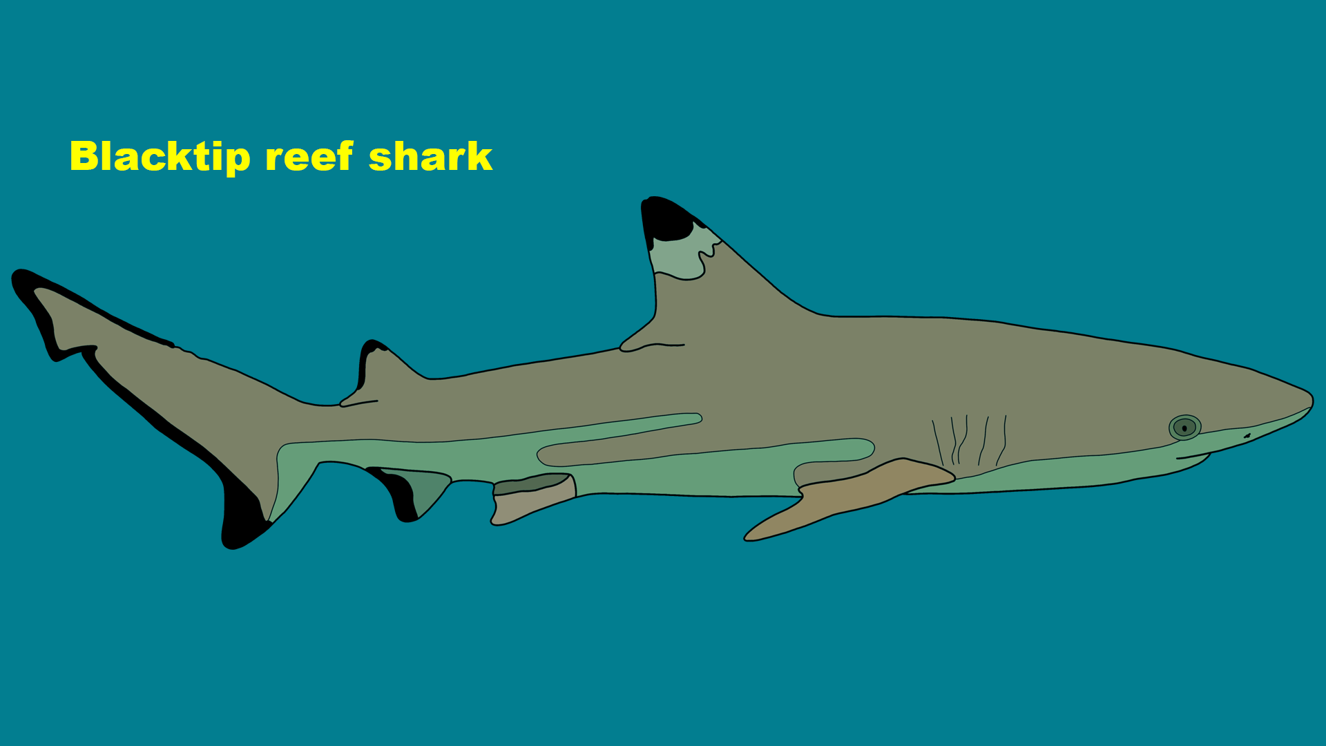 Blacktip reef shark (Carcharhinus melanopterus)
