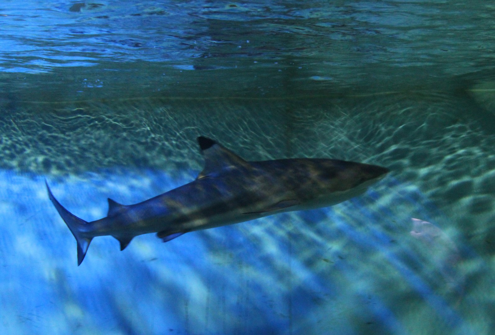 Blacktip reef shark - Carcharhinus melanopterus