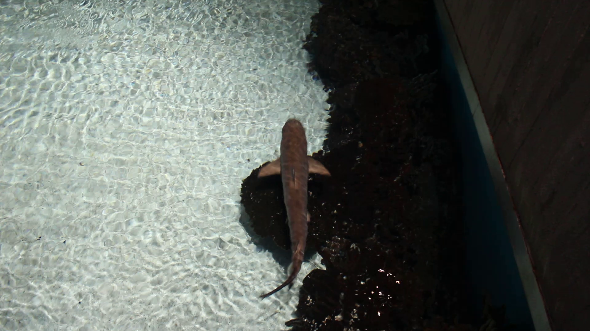 Blacktip reef shark (Carcharhinus melanopterus)