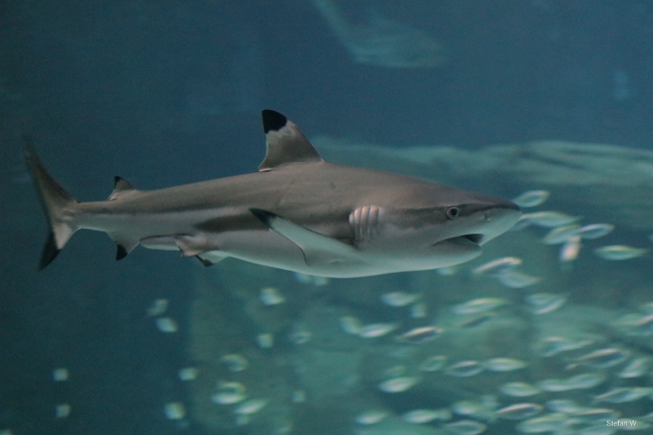 Blacktip reef shark (Carcharhinus melanopterus)