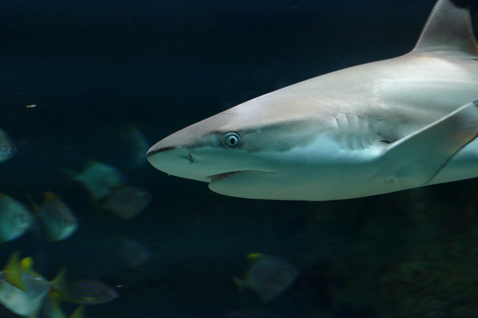 Blacktip Reef Shark (Carcharhinus melanopterus)