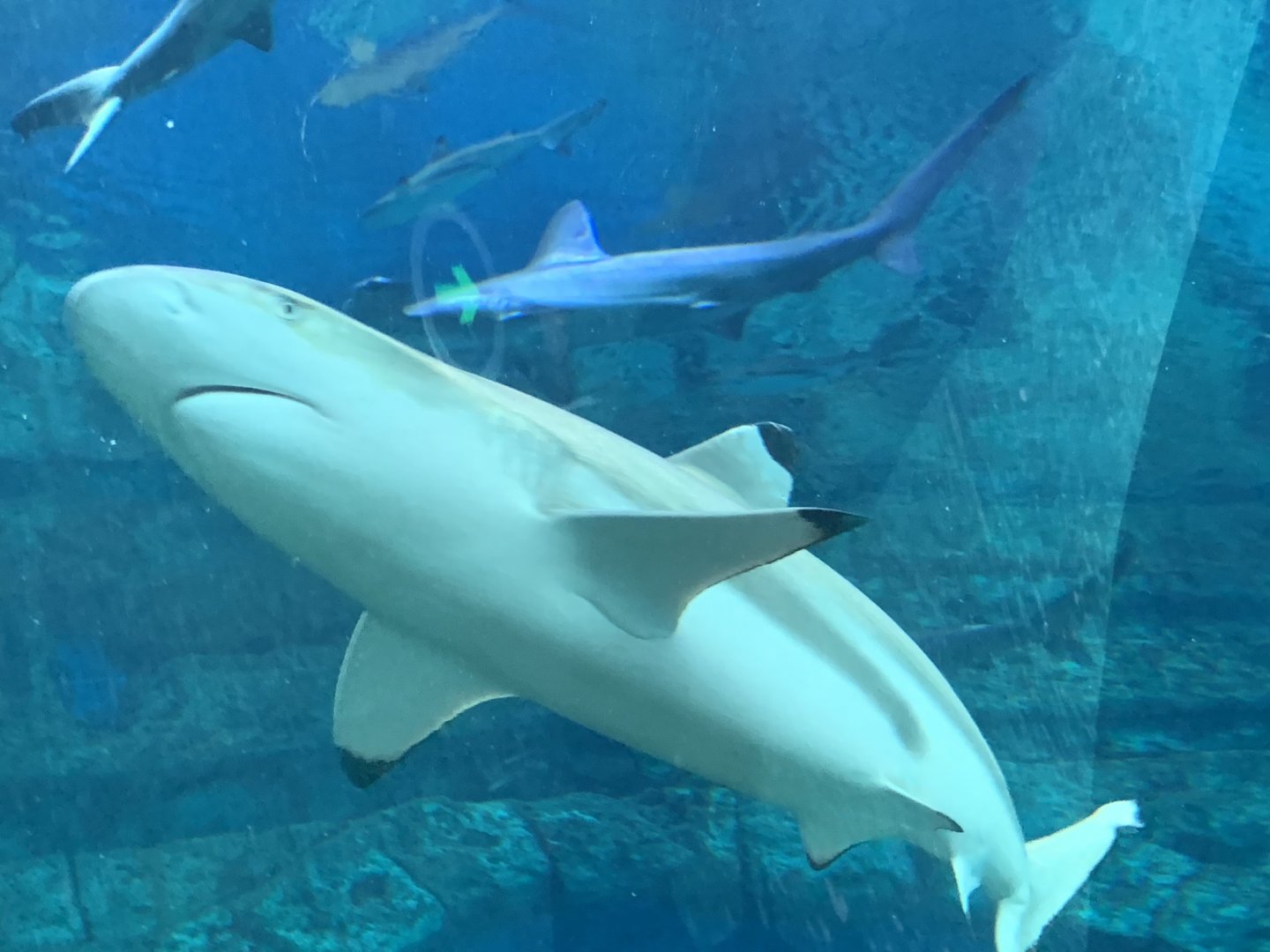 Blacktip reef shark (Carcharhinus melanopterus)