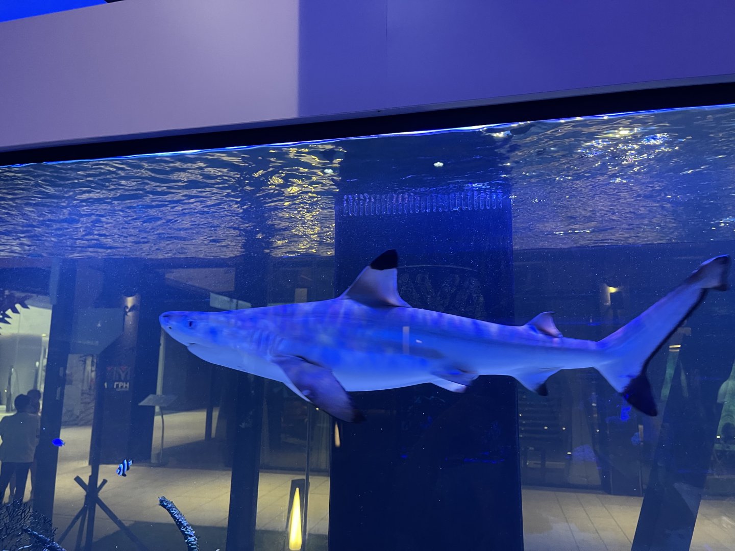 blacktip reef shark (carcharhinus melanopterus)