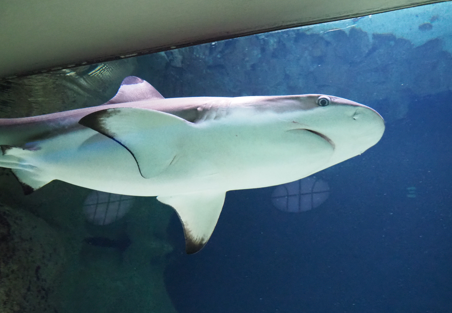 Blacktip reef shark (Carcharinus melanopterus), 2020-06-28