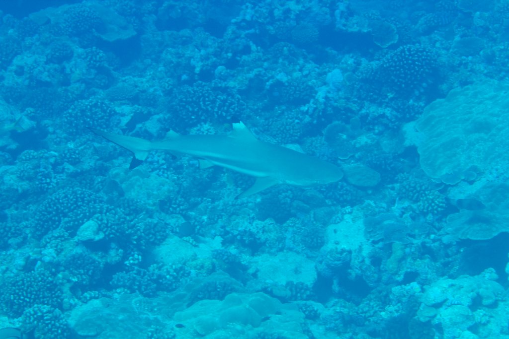 Blacktip Reef Shark (Carcharinus melanopterus)