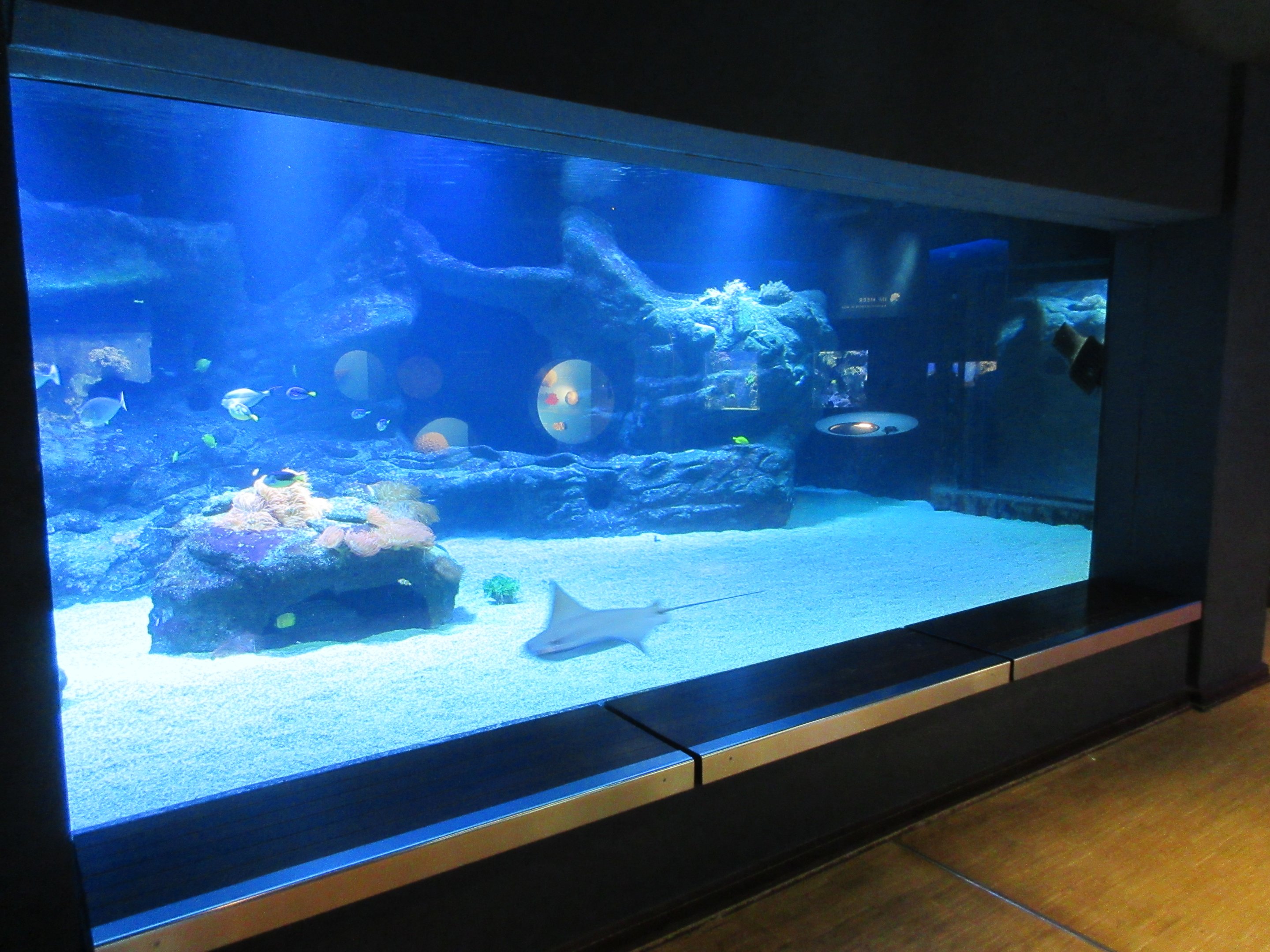 Blacktip Reef Shark Exhibit