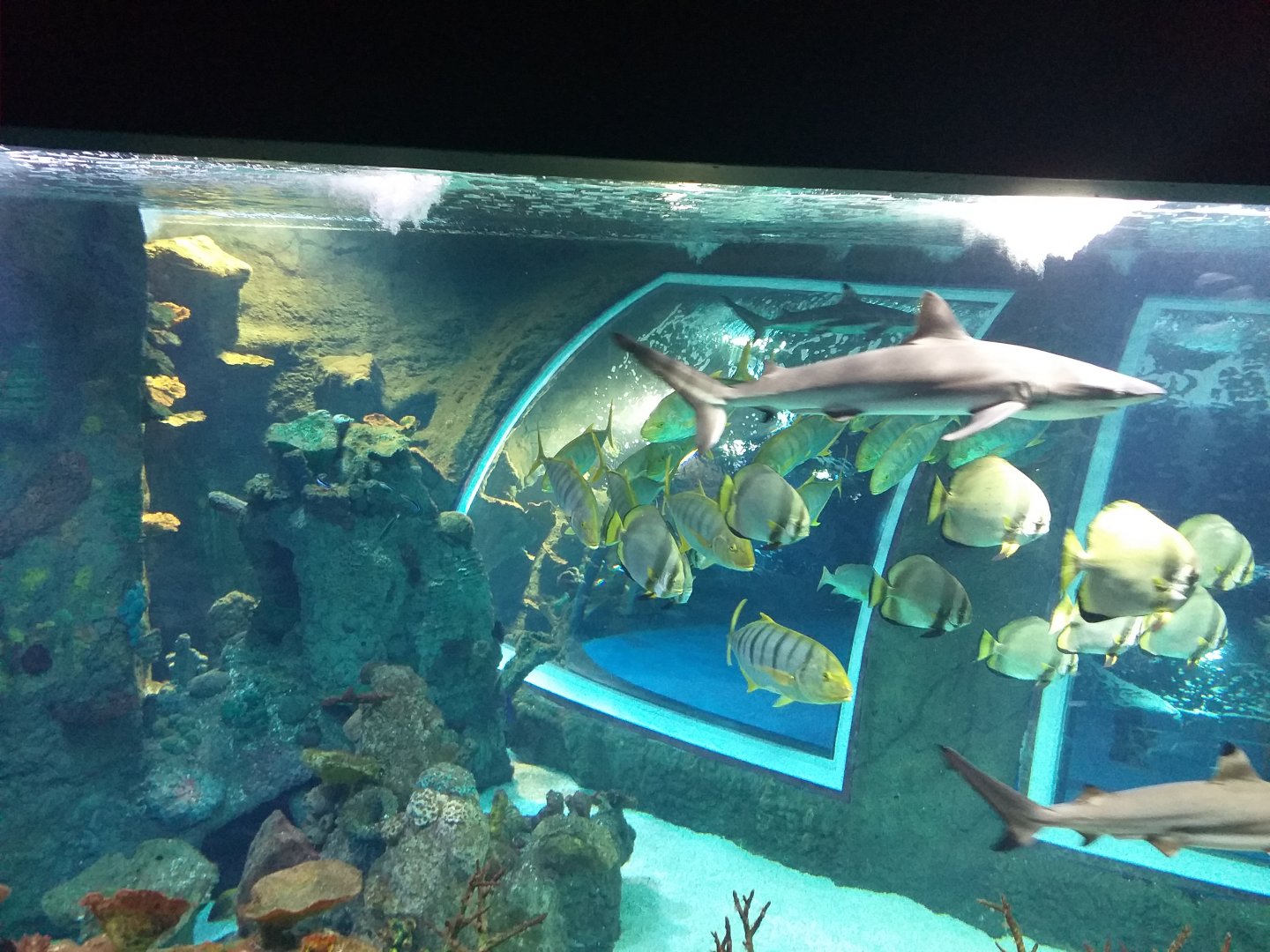 Blacktip reef shark, Golden trevally and Orbicular batfish -BioDomo (2019)