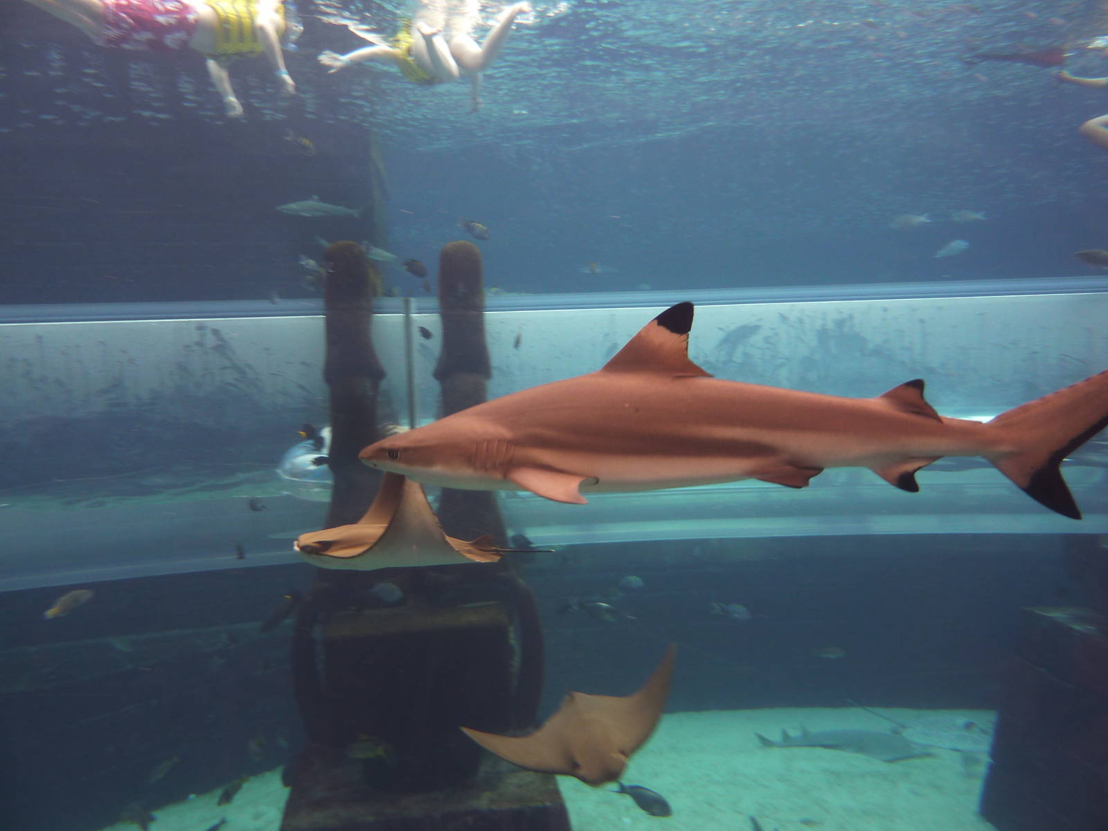 Blacktip reef shark in Aquaventure tank