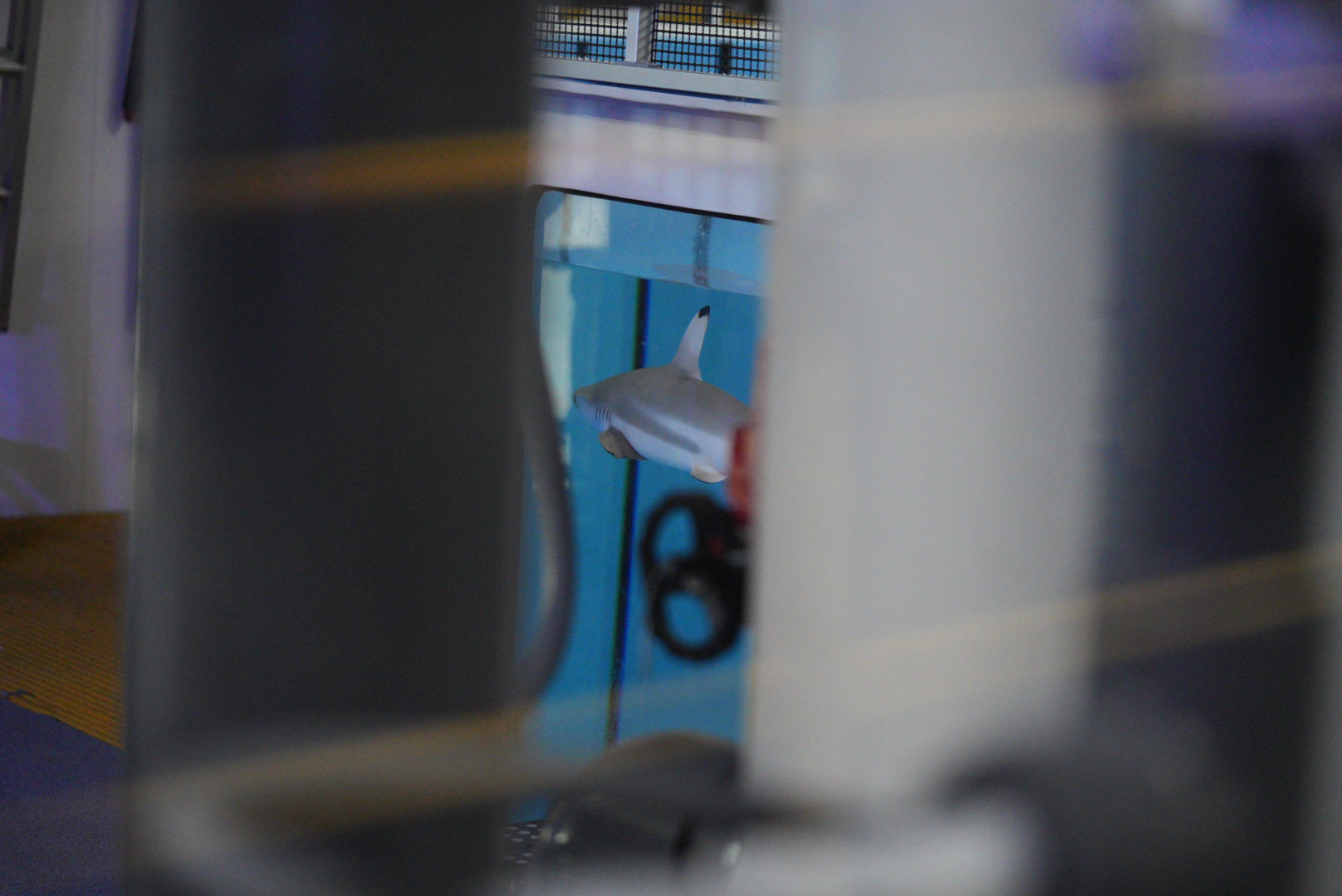 Blacktip Reef Shark (in holding pool)