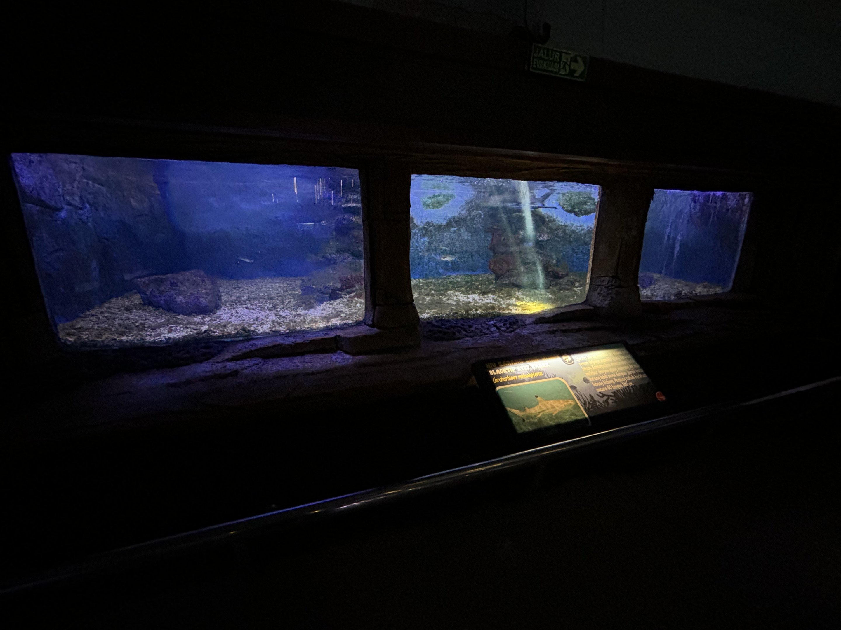 Blacktip Reef Shark Tank