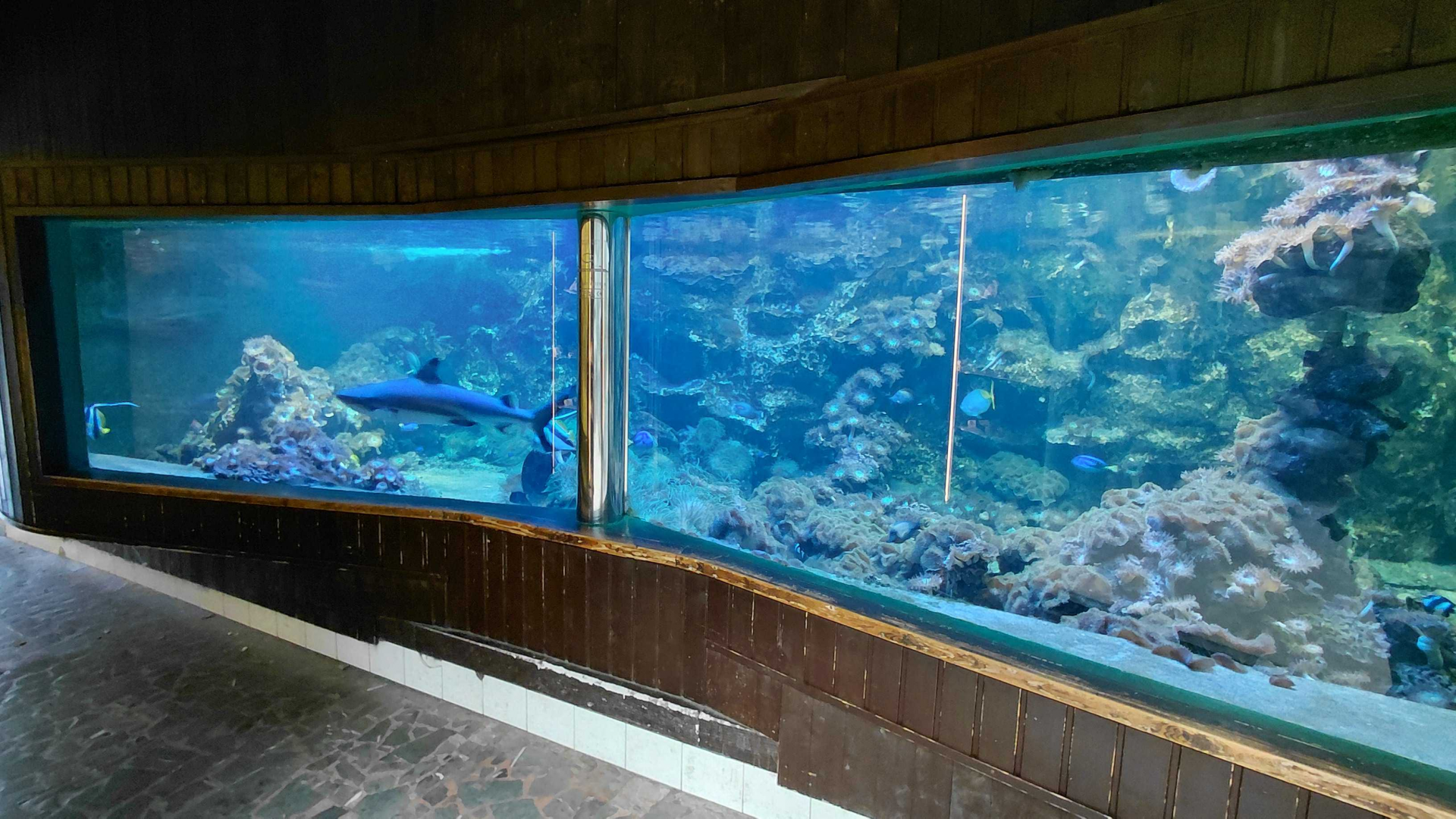 Blacktip reef shark tank