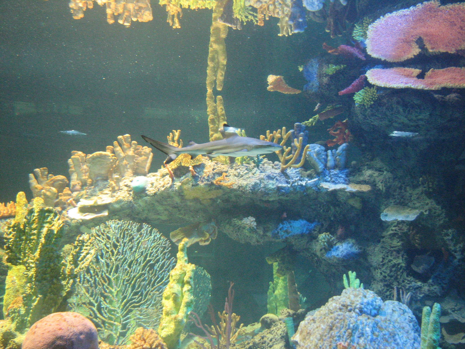 Blacktip Reef Shark - Wildlife World Zoo
