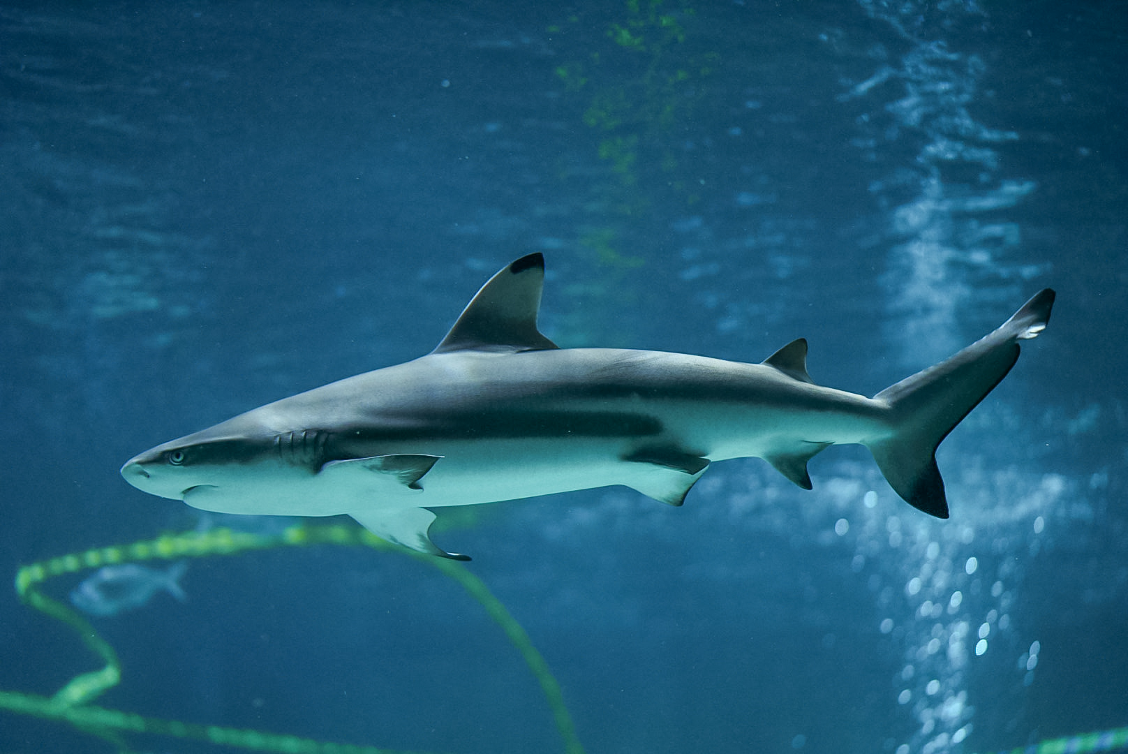 Blacktip Reef Shark (Winona)
