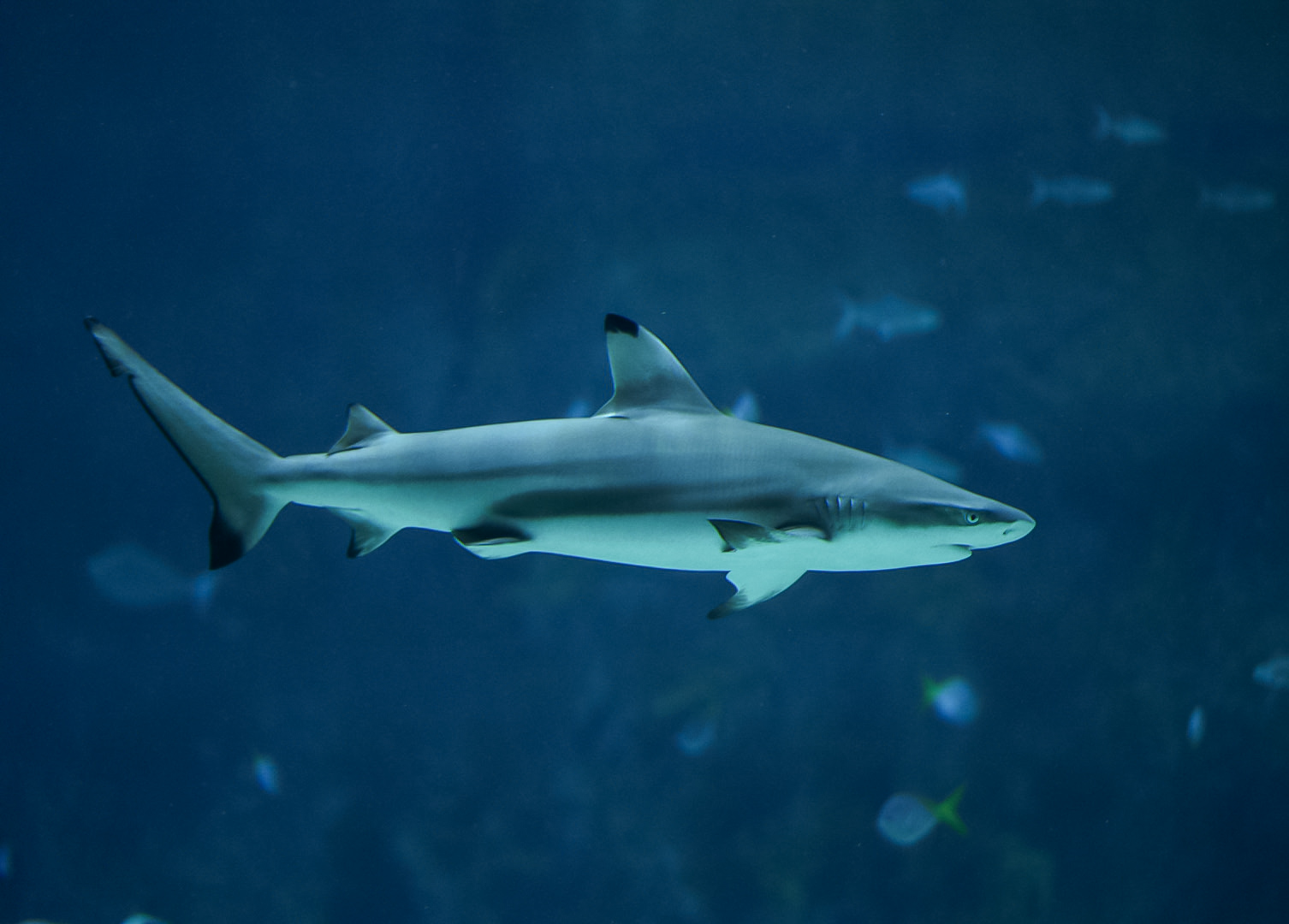 Blacktip Reef Shark (Winona)