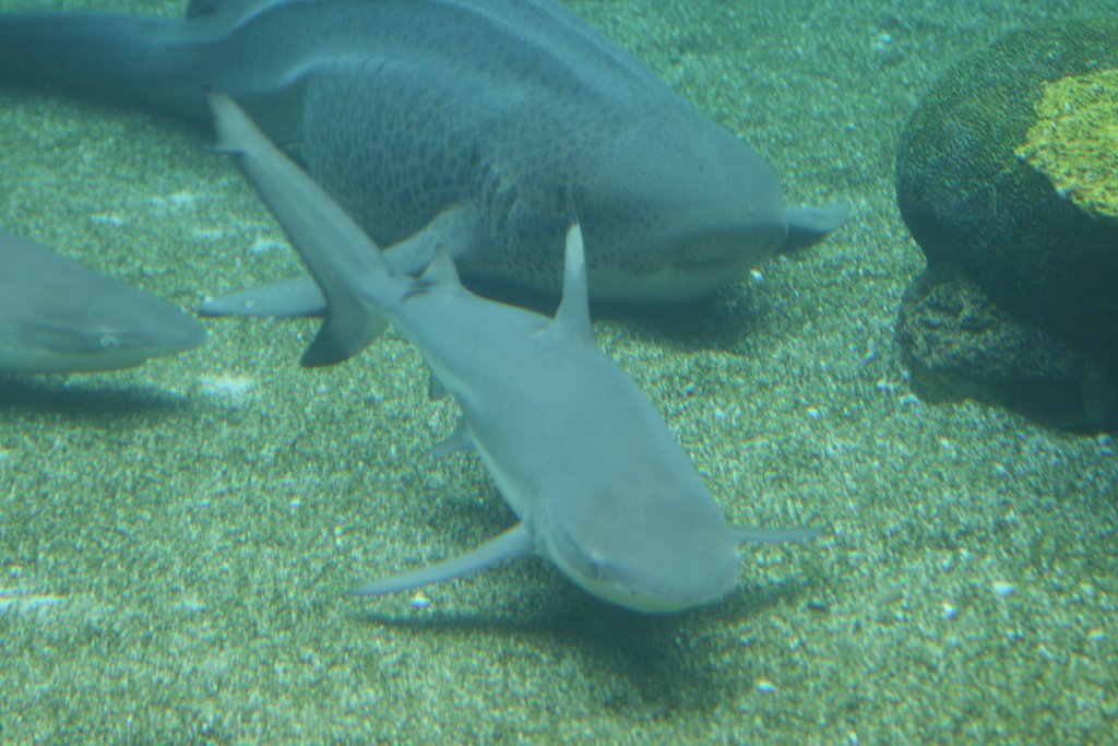 Blacktip Reef Shark