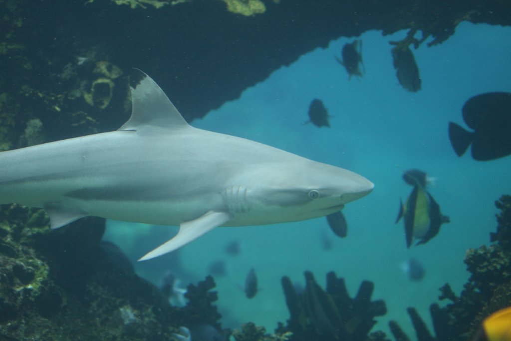 Blacktip Reef Shark
