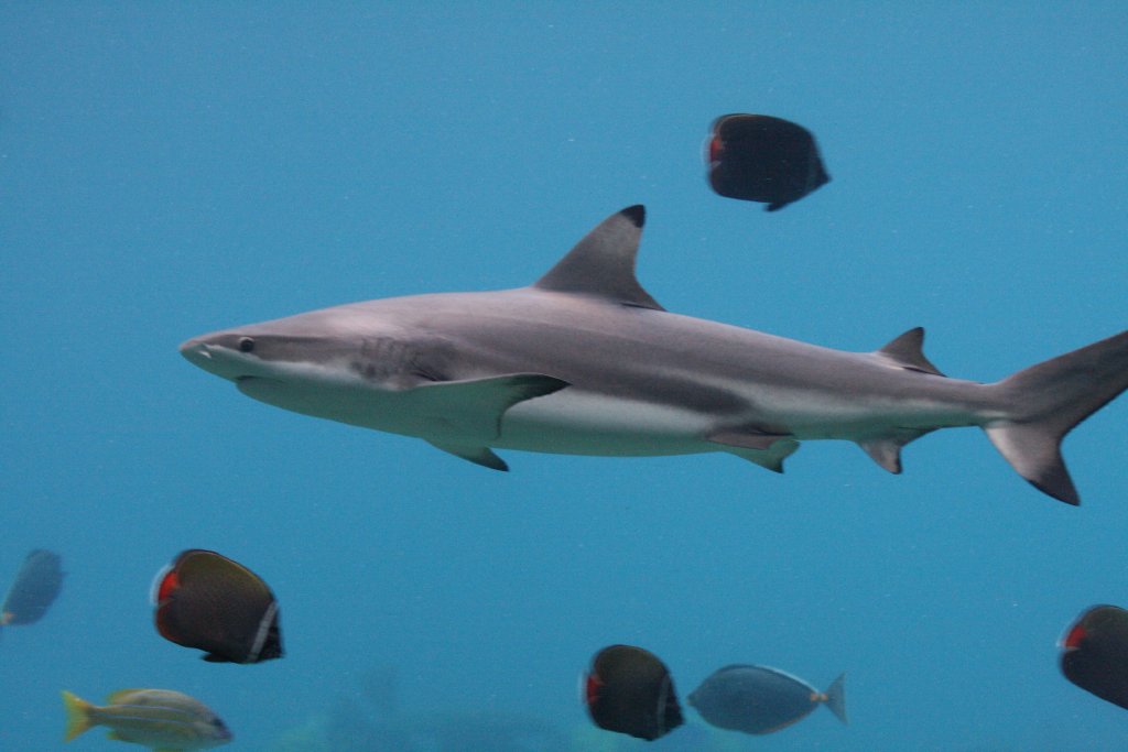 Blacktip Reef Shark