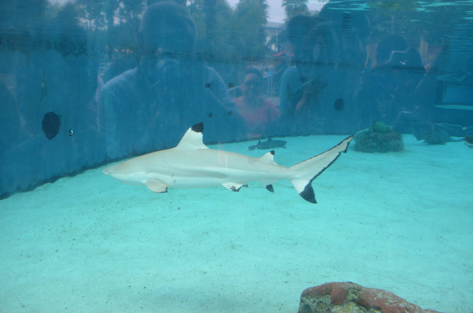 Blacktip Reef Shark
