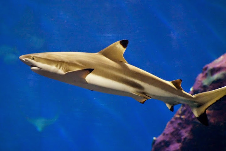 Blacktip reef shark