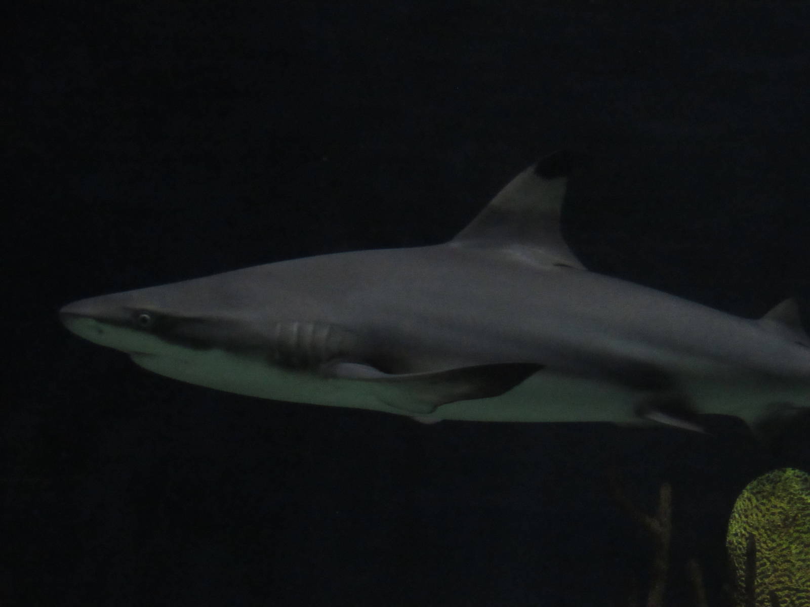 Blacktip Reef Shark