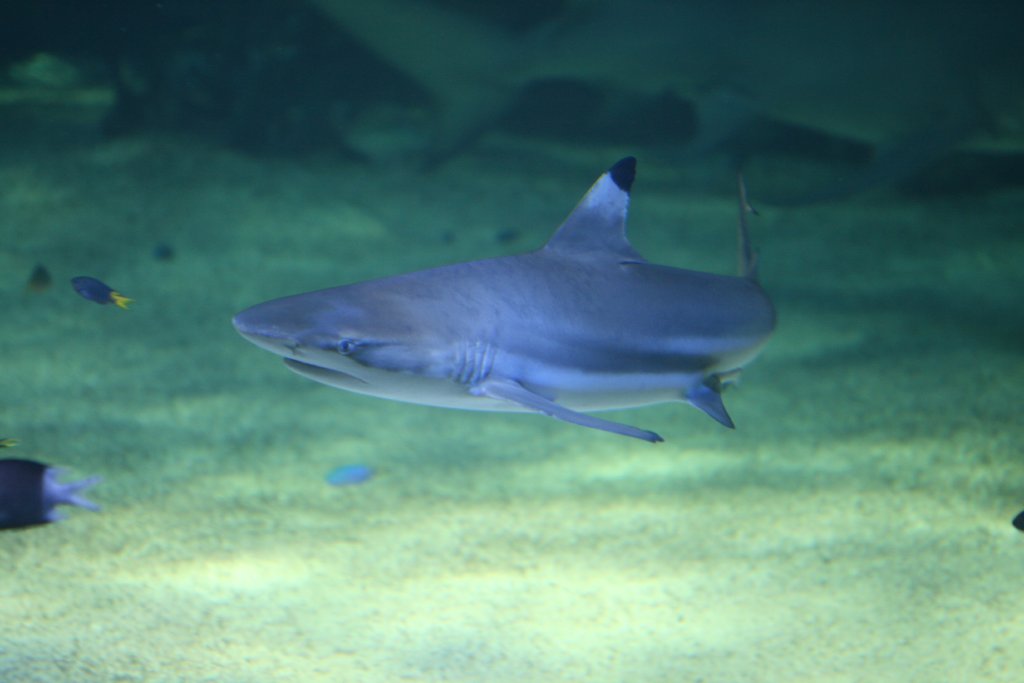 Blacktip Reef Shark