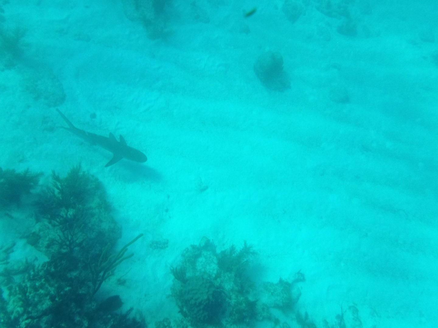 Blacktip reef shark