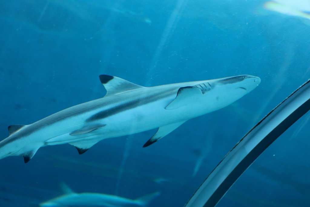 Blacktip Reef Shark