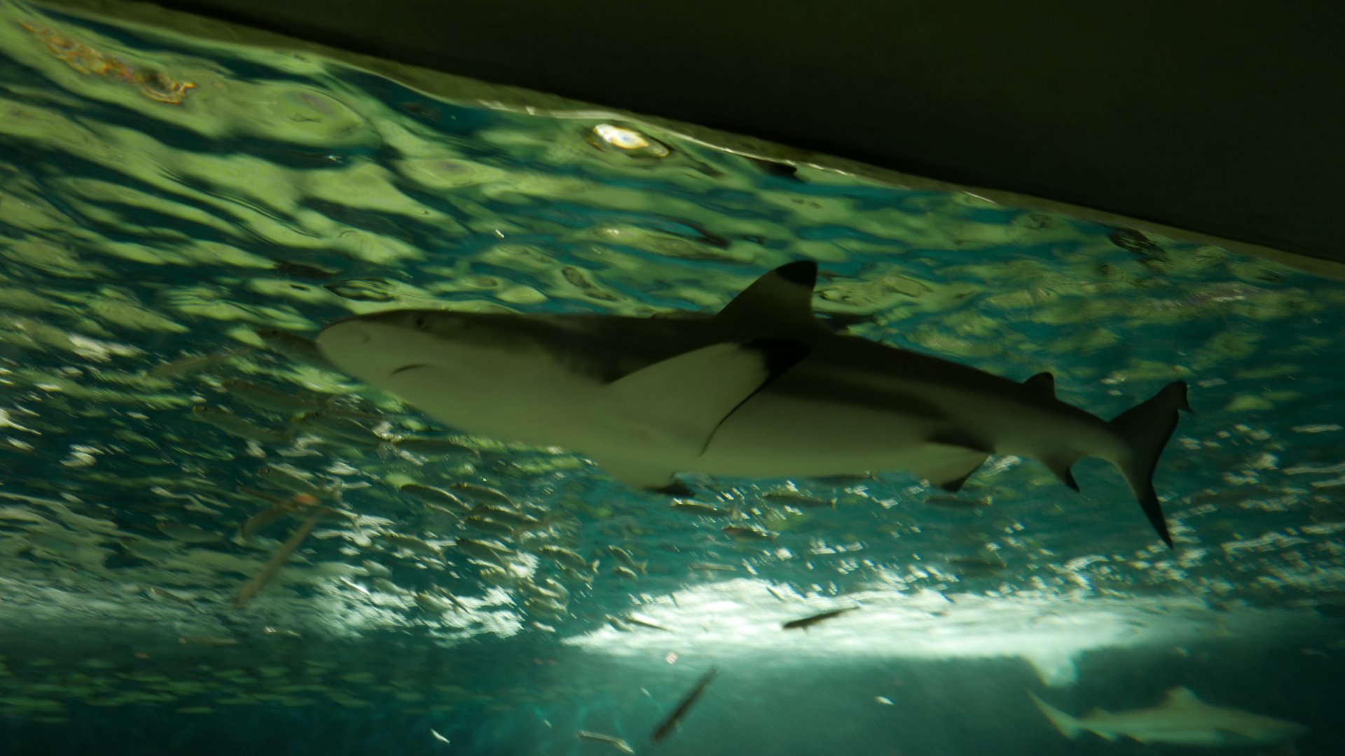 Blacktip Reef Shark