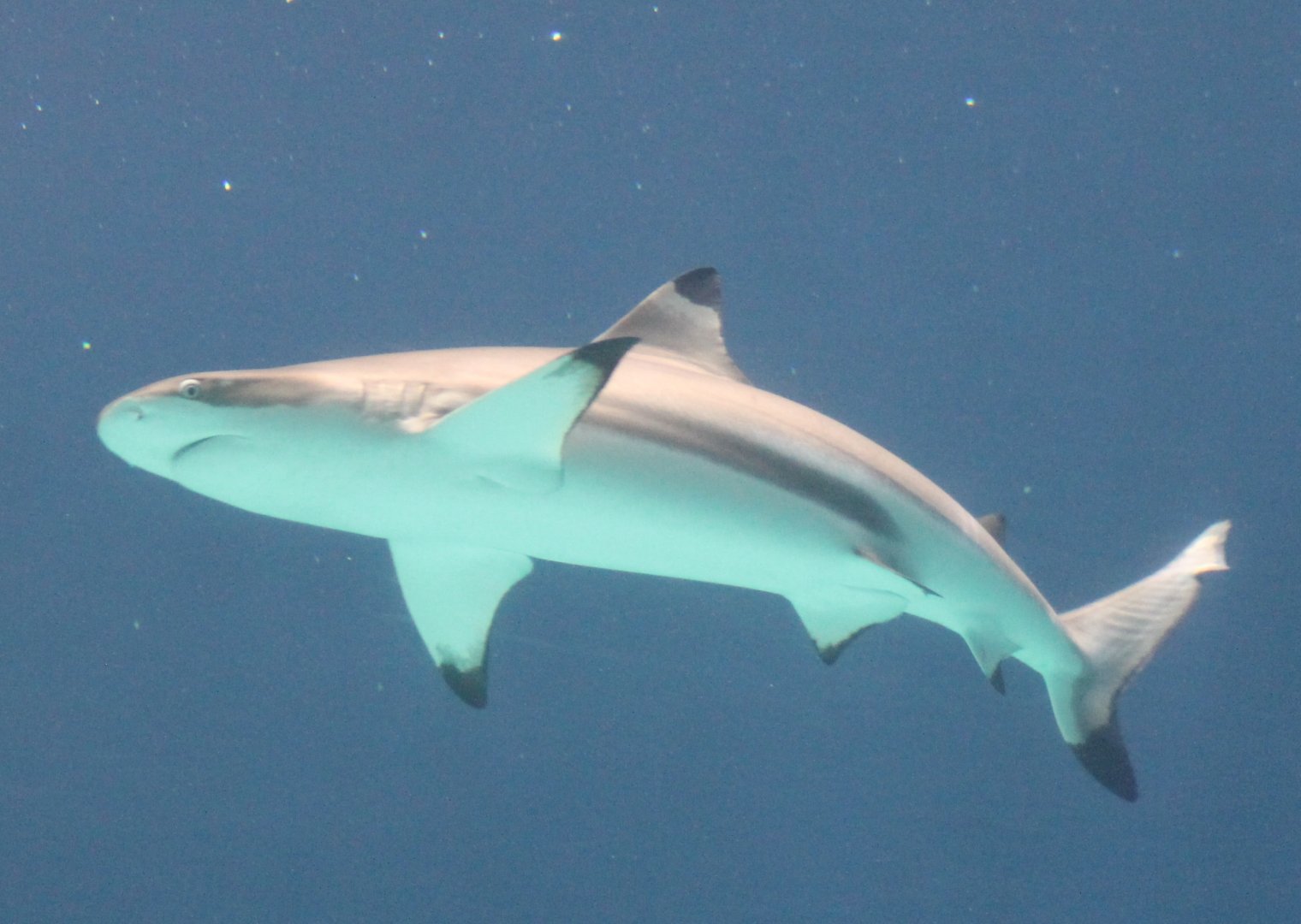 Blacktip reef shark