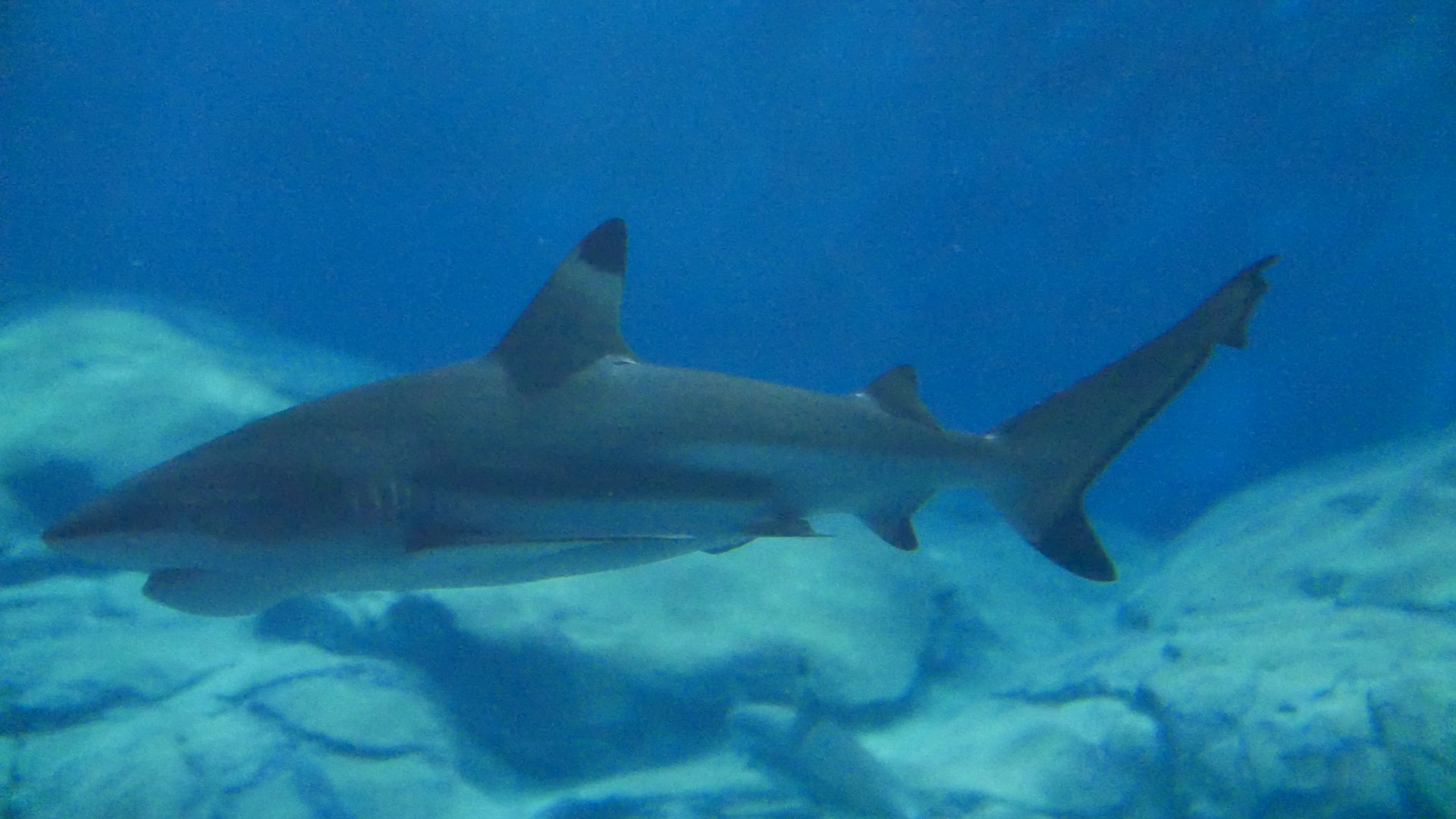 Blacktip Reef Shark
