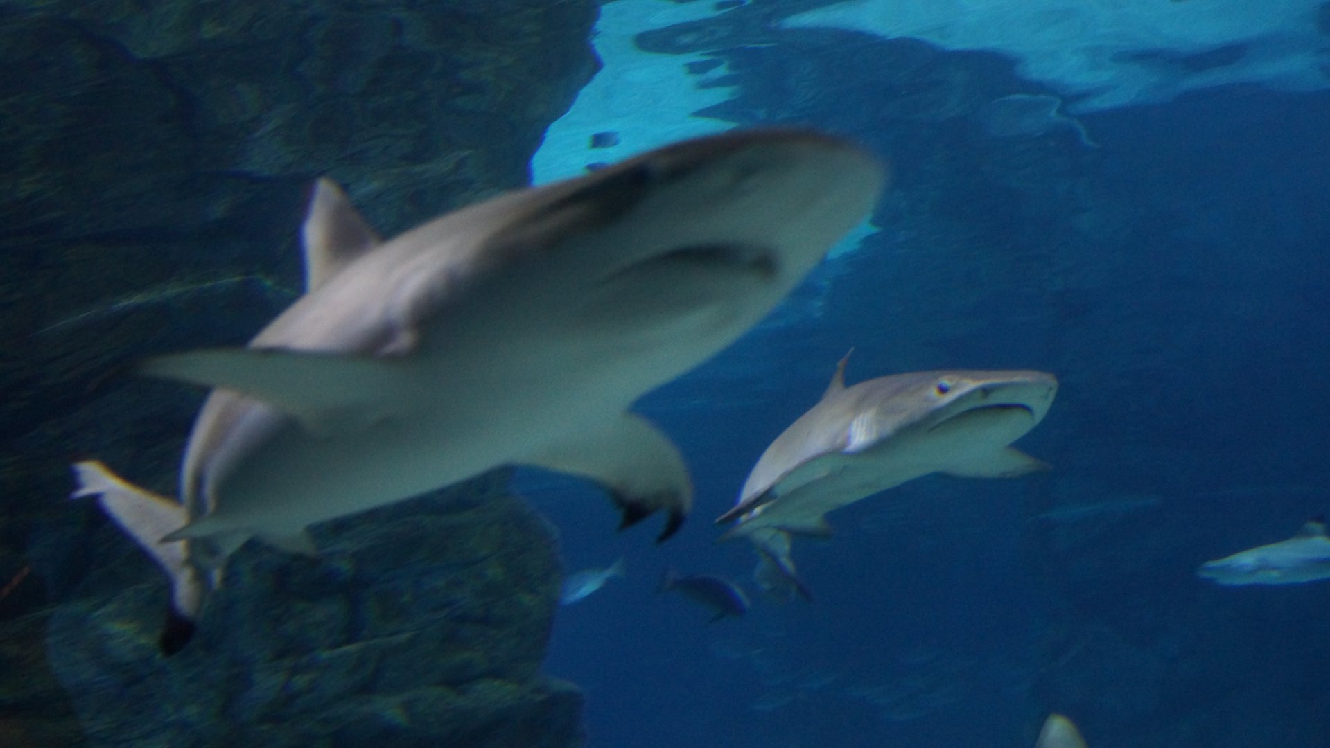 Blacktip Reef Shark