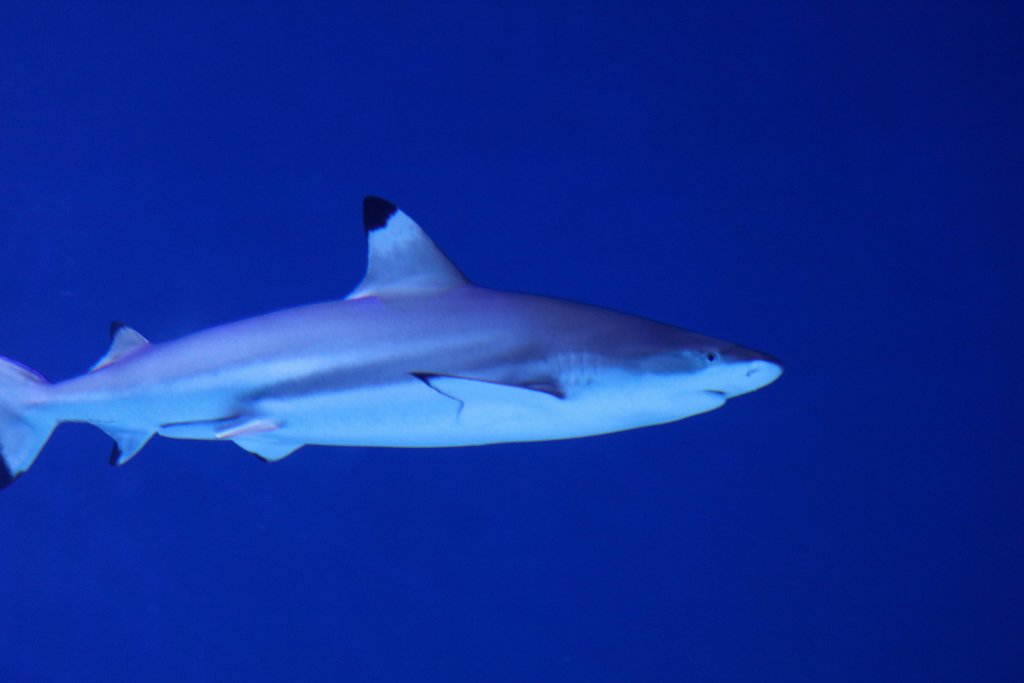 Blacktip Reef Shark