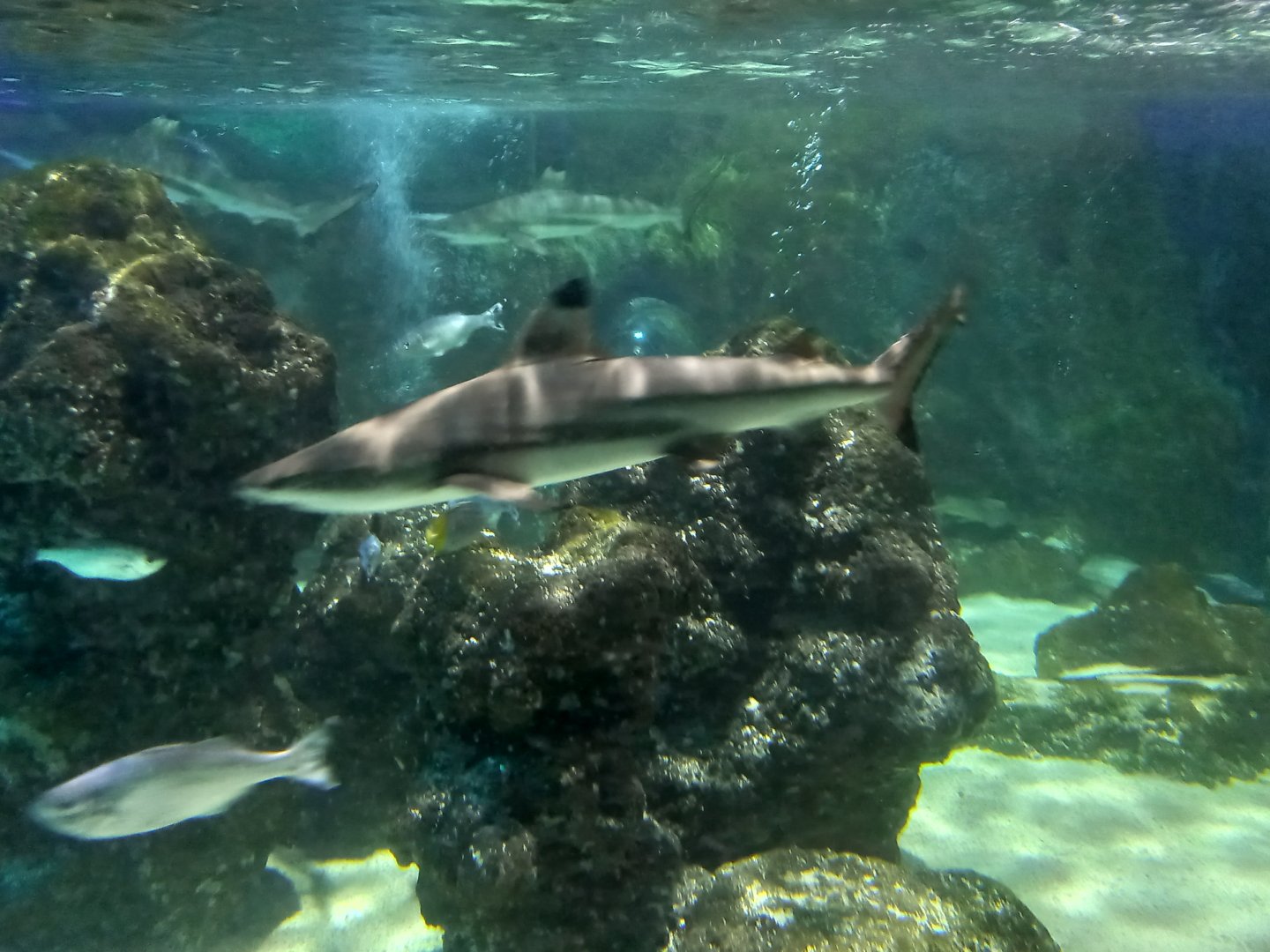 Blacktip Reef Shark
