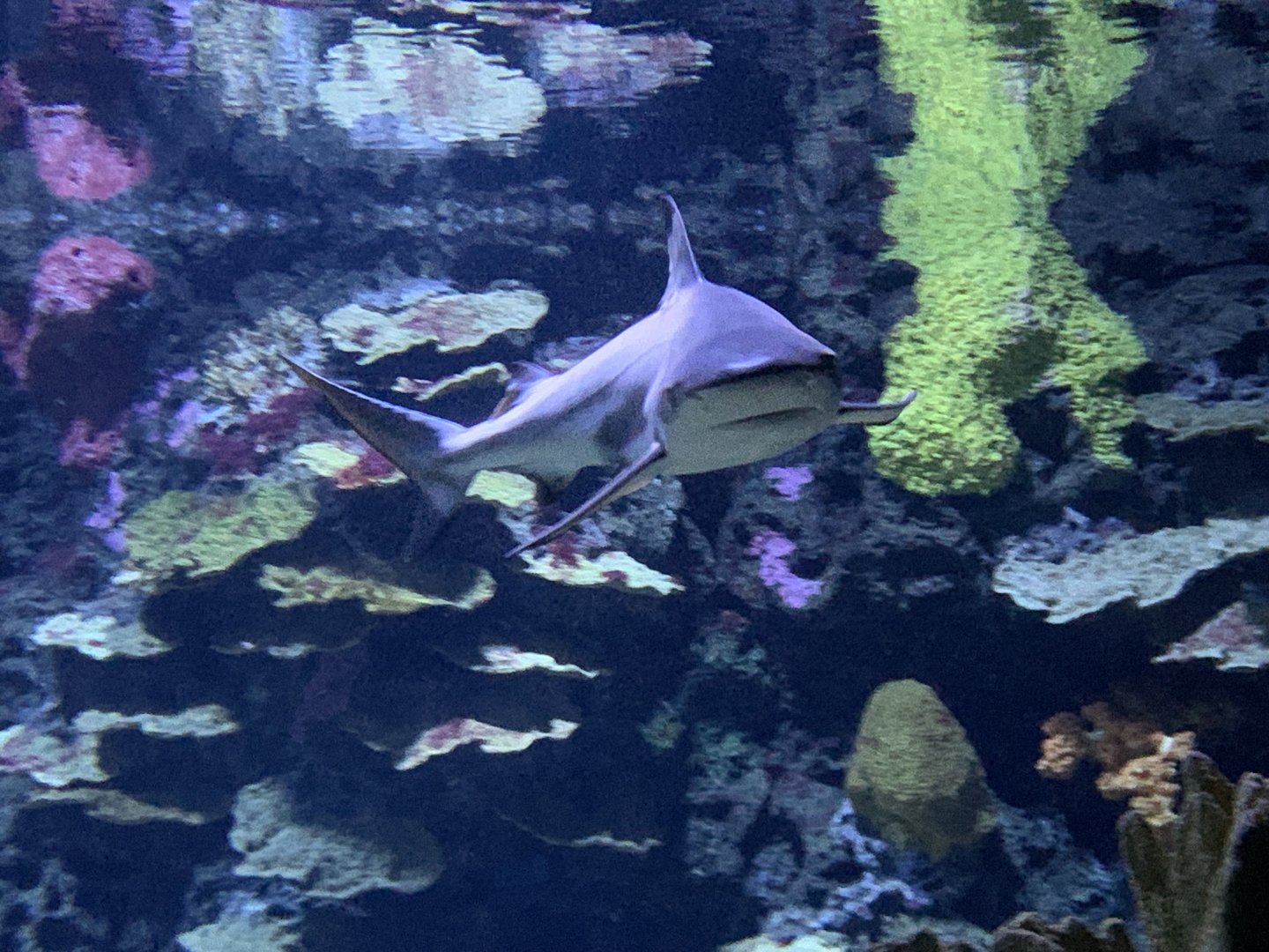 Blacktip reef shark