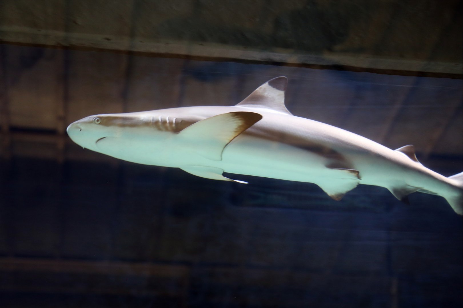Blacktip Reef Shark