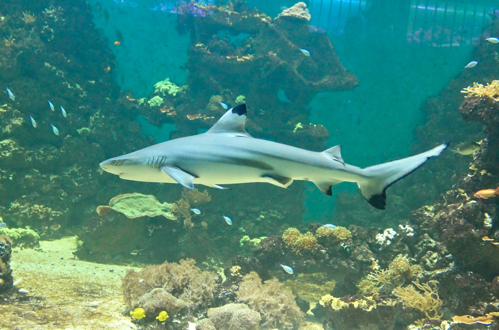 Blacktip Reef Shark