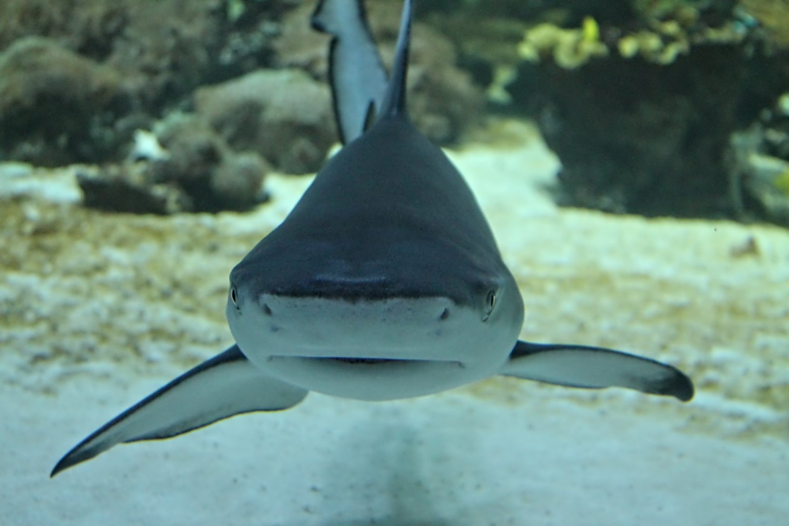 Blacktip Reef Shark