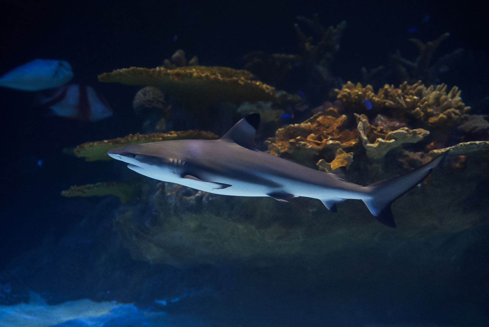 Blacktip Reef Shark