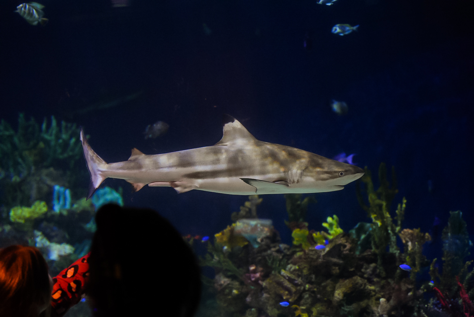 Blacktip Reef Shark