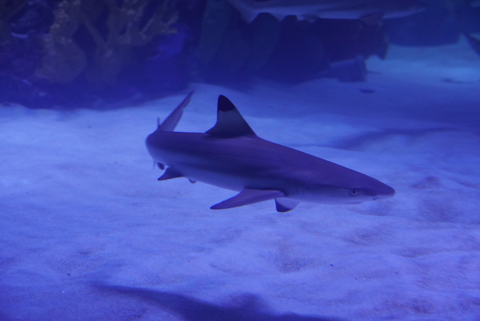 Blacktip Reef Shark