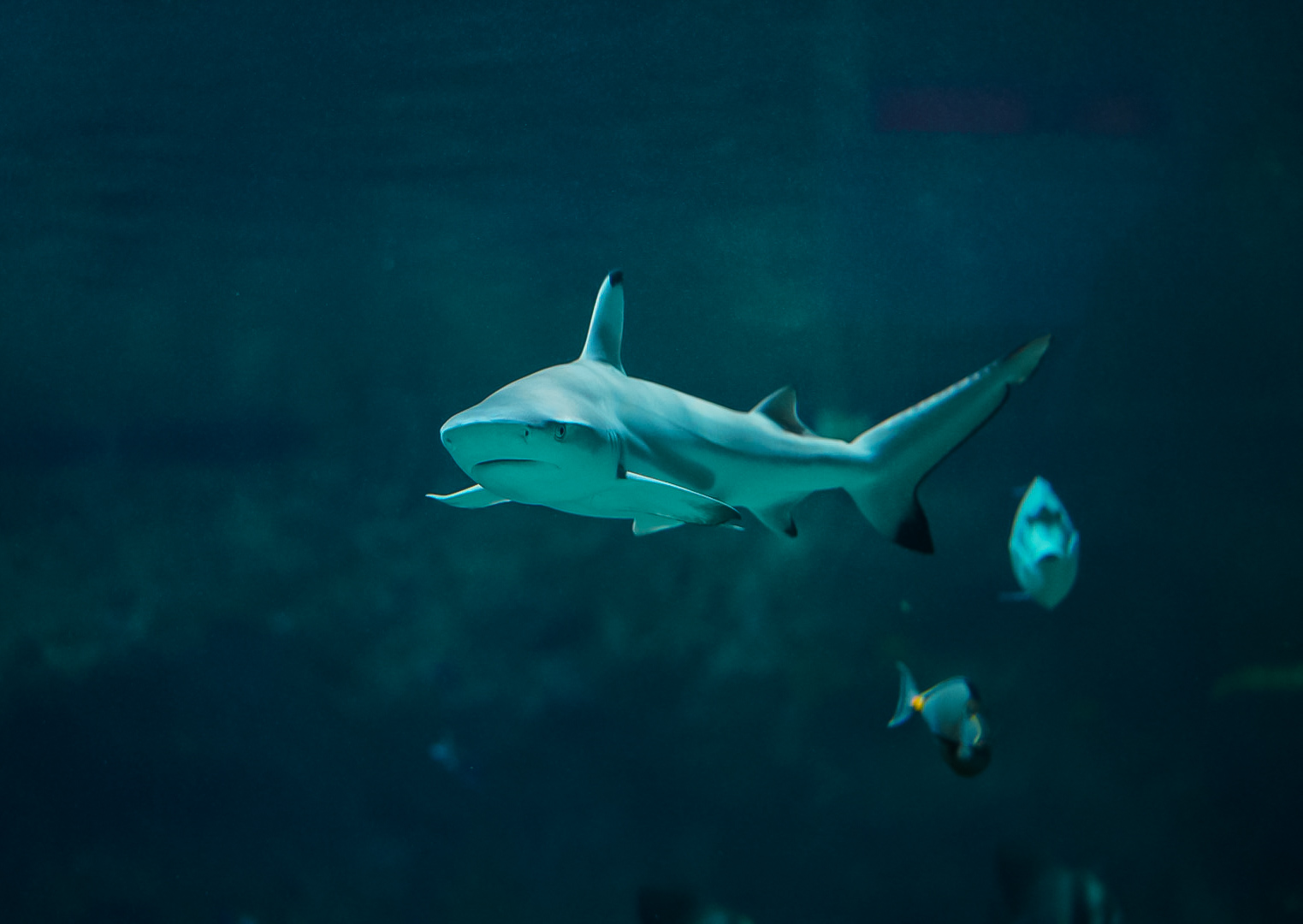 Blacktip Reef Shark