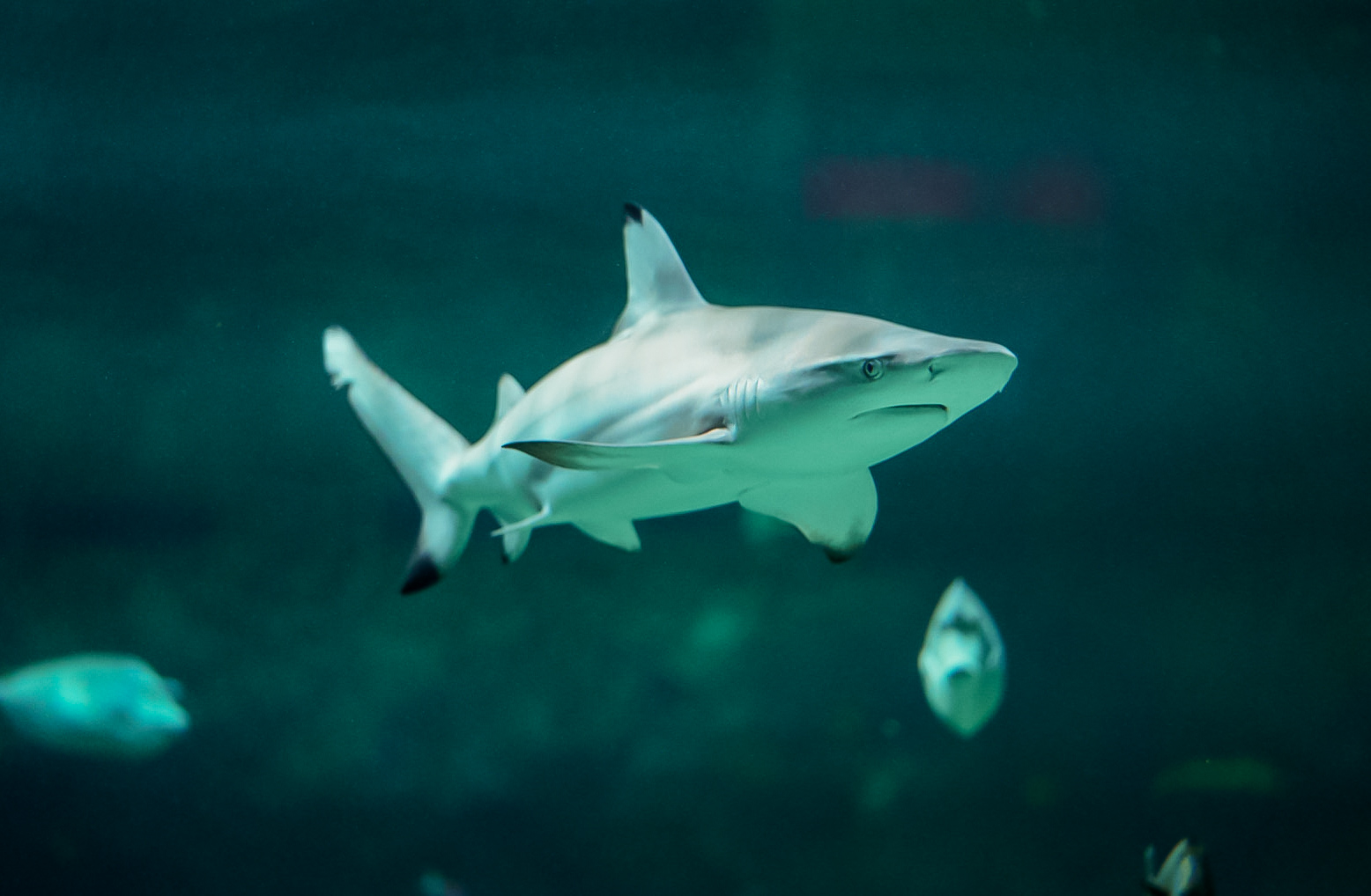 Blacktip Reef Shark