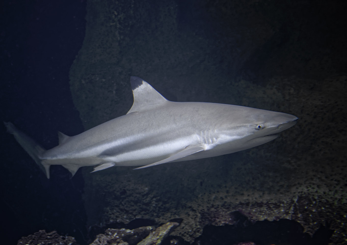 Blacktip reef shark