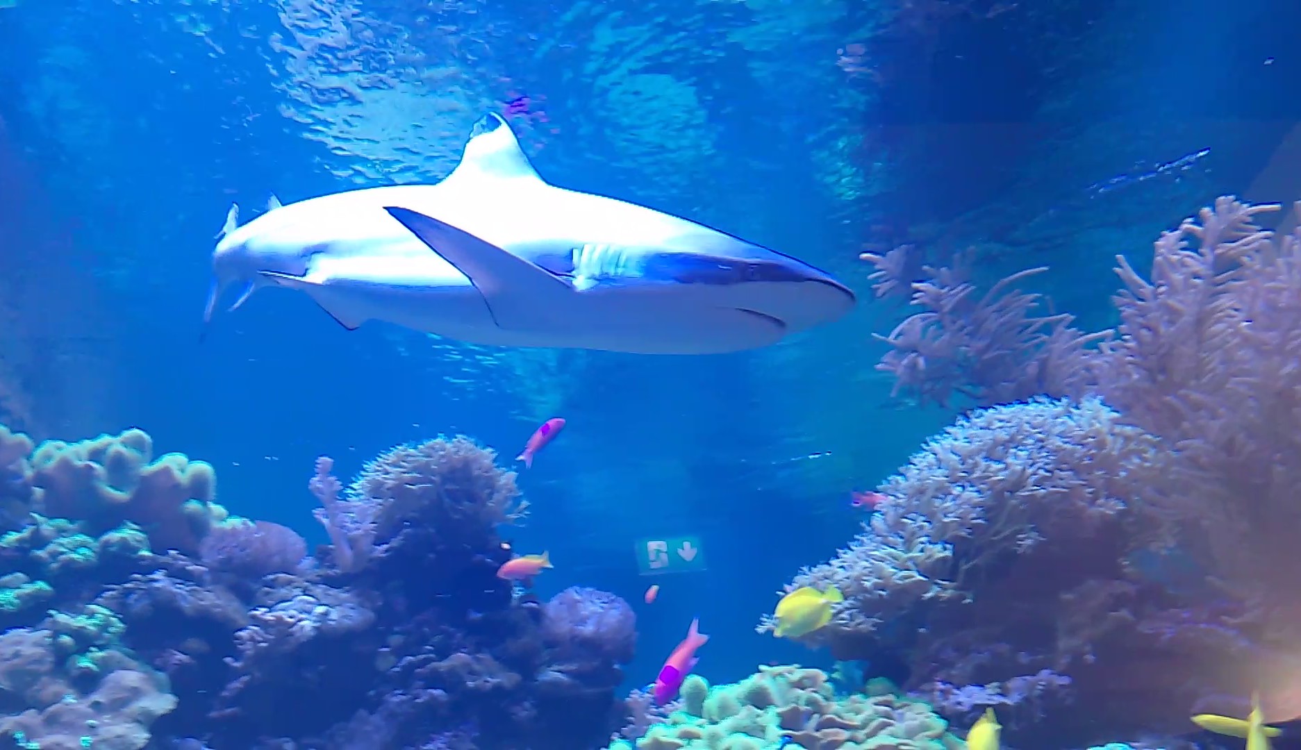 Blacktip reef shark