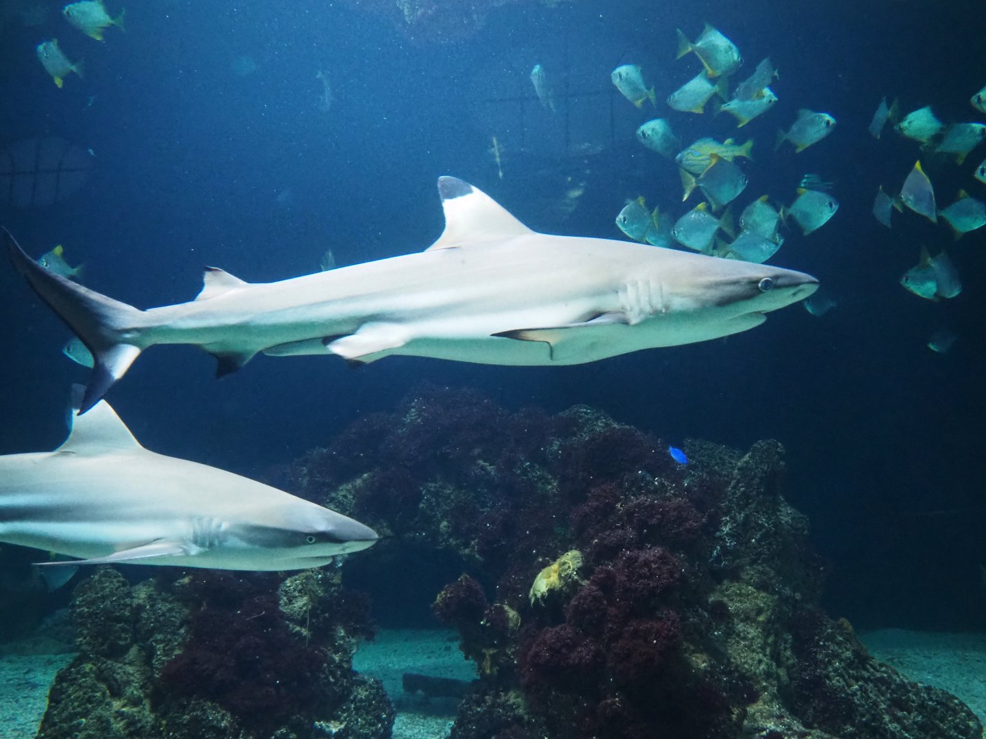 Blacktip reef sharks (Carcharhinus melanopterus), 2019-04-20